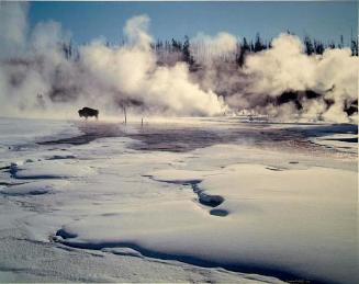 Bisonte en Yellowstone