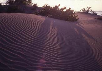 Arbustos entre dunas