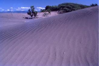 Arbustos entre dunas