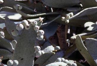 Pencas de cactus