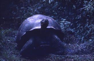 Tortuga gigante en Galápagos