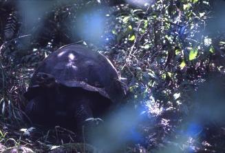 Tortuga gigante entre plantas silvestres de las islas Galápagos