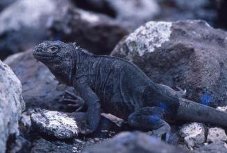 Iguana marina posada en rocas costeras de Galápagos