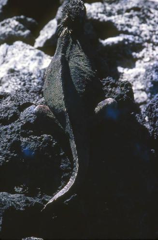 Iguana marina entre rocas costeras de islas Galápagos