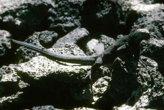 Iguana marina entre rocas costeras de islas Galápagos
