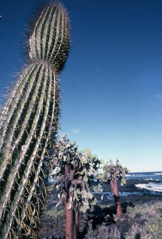 Cactus de Galápagos
