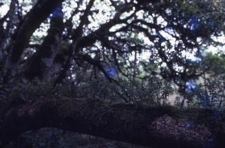 Plantas epifitas en un bosque de la isla Santa Cruz