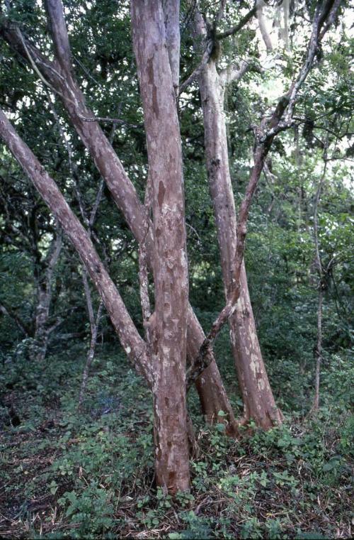 Árbol en un bosque de Galápagos