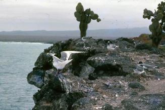 Gaviotas morenas en un litoral de Galápagos