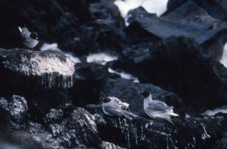 Gaviotas morenas en una costa de Galápagos