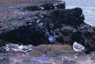 Gaviotas morenas en un acantilado de Galápagos