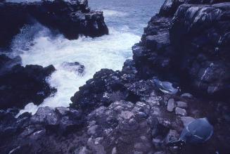 Aves en una costa de Galápagos