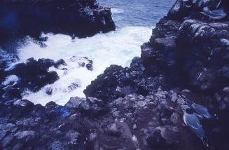 Aves en una costa de Galápagos