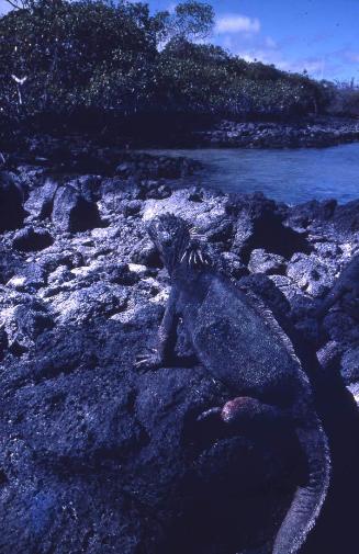 Iguana marina en una costa de islas Galápagos