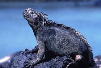 Iguana marina en islas Galápagos