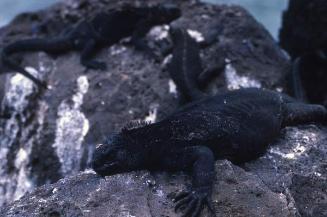 Iguanas marinas sobre rocas costeras de Galápagos