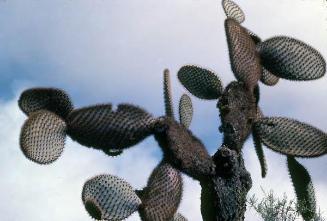 Cactus en Galápagos