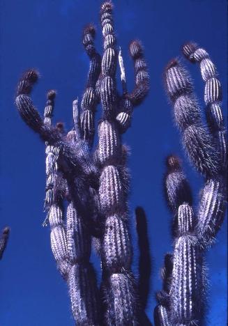 Cactus en islas Galápagos