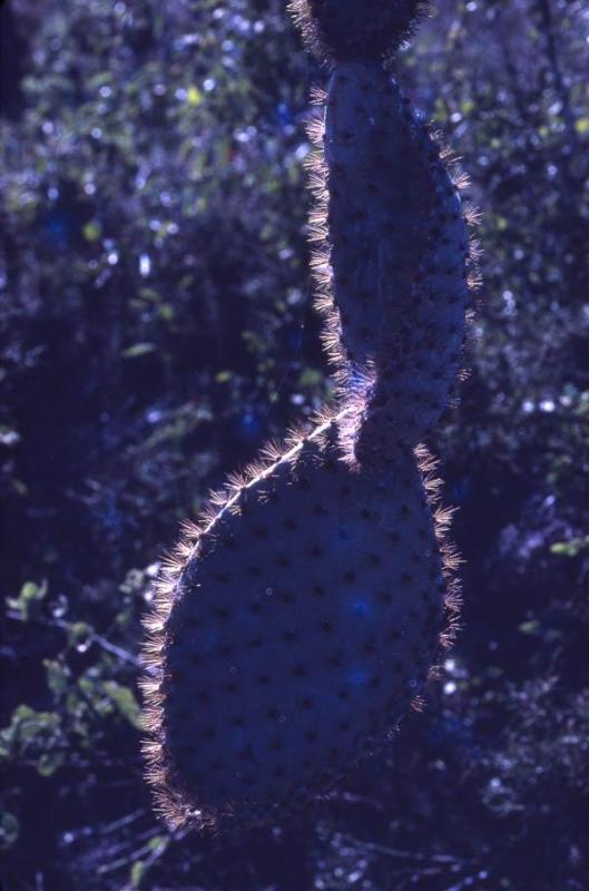 Detalle de un cactus en Galápagos