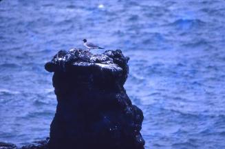 Gaviota morena en Galápagos