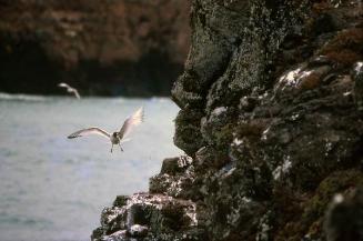 Vuelo de gaviota morena  junto a un acantilado de Galápagos