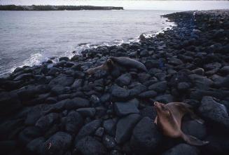 Leones marinos en pedregal de Galápagos