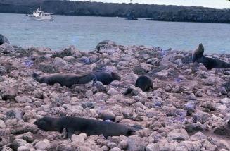 Leones marinos en una costa de Galápagos