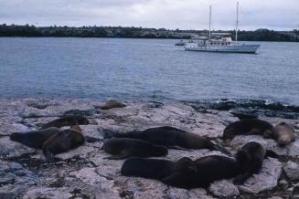 Leones marinos en una costa de Galápagos