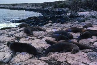 Manada de leones marinos en Galápagos