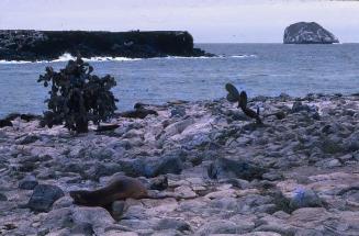 Manada de leones marinos en una costa de Galápagos