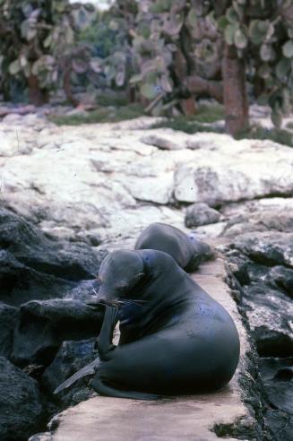 Pareja de leones marinos en una costa de Galápagos