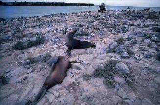 Leones marinos en un litoral de Galápagos
