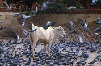 Manada de aves y vaca en una plazoleta de la India