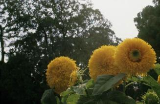 Flores amarillas en jardín chino