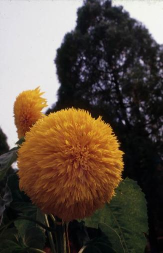 Flores amarillas en jardín chino II