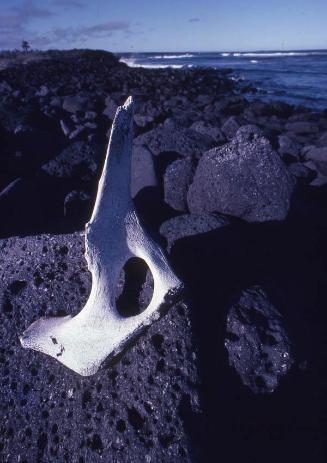Hueso seco en Galápagos