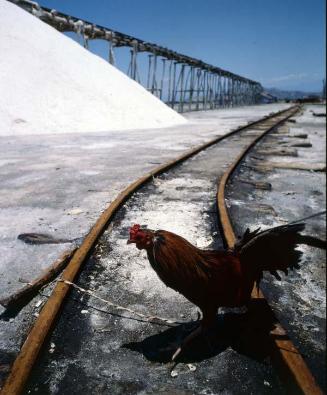 Gallo amarrado en rieles de la mina de sal, Baní