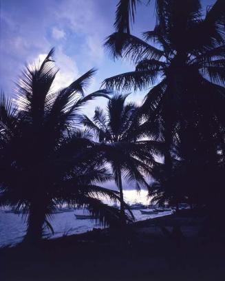 Siluetas de palmas en la costa