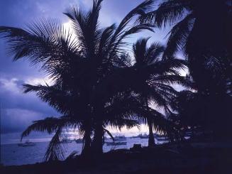 Siluetas de palmas en la costa II