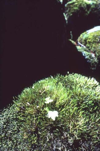 Musgo sobre la roca con un fronde juvenil de un helecho Polypodium  aereum