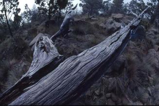 A la bajada del Pico Duarte, tronco derribado por un rayo