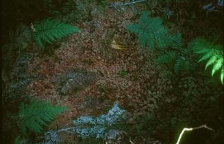 Ladera norte de La Pelona, musgo rosado del género Sphagnum