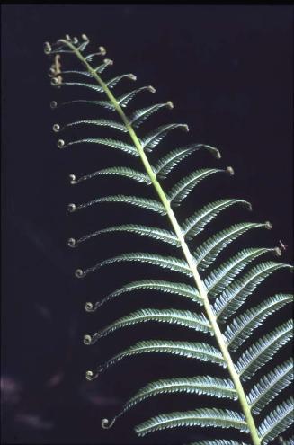 Helecho, Thelypteris oligophylla