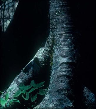 Hojas de "cejúa"  (Pilea rugosa) entre las raíces de un copey