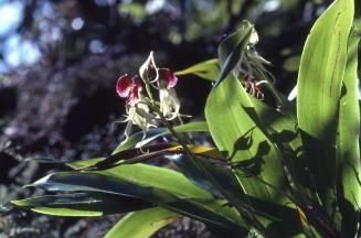 "Cangrejito", Encyclia cochleata, una orquídea silvestre