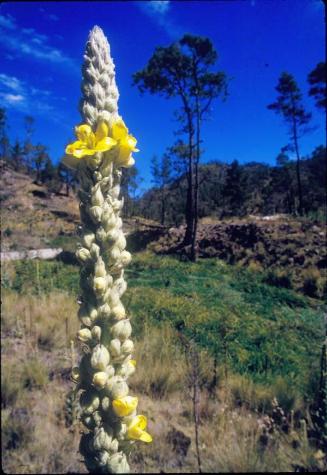 Penca con flores de Verbascum thapsus, herbácea de las scrophulariaceae