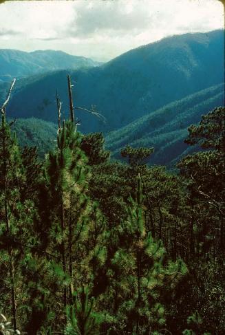 Bosque del Pico Duarte