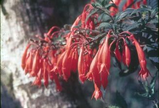 Cocaria (Fuchsia Triphyllia) endémica de la Cordillera Central