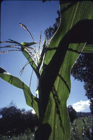 Detalle de planta de maíz