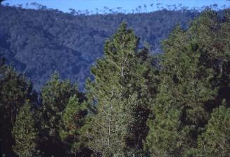 Follaje de pinos en Mata Grande
